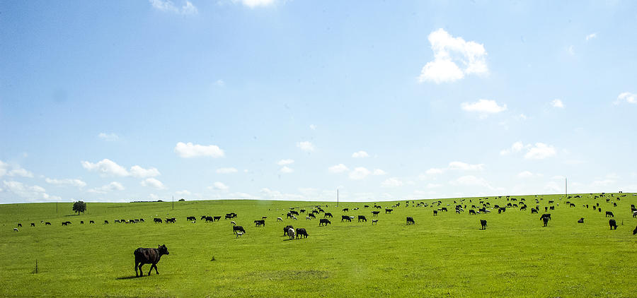 Cow Photograph - Cow Pasture by Norman Johnson