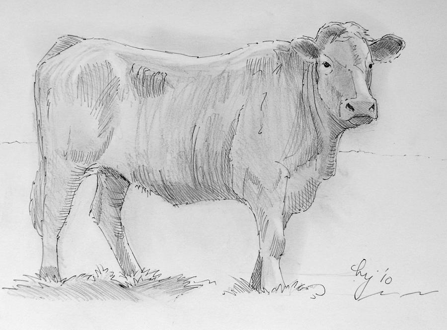 Cow pencil drawing Painting by Mike Jory