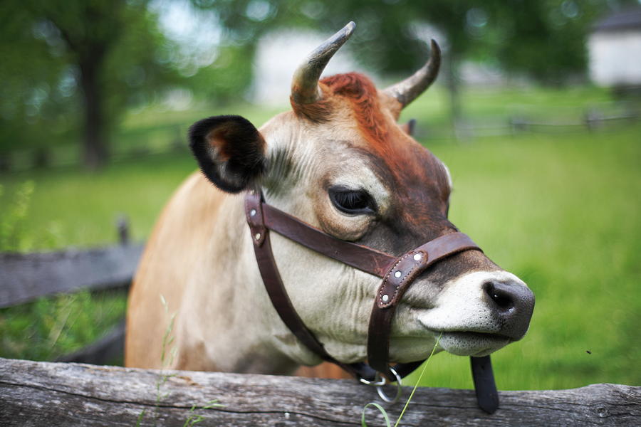 Cow Portrait Photograph by Jimss