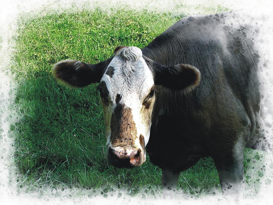 Cow Portrait Photograph by Joe Duket