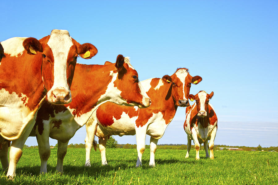 Cow portrait Photograph by Laurence Delderfield - Fine Art America