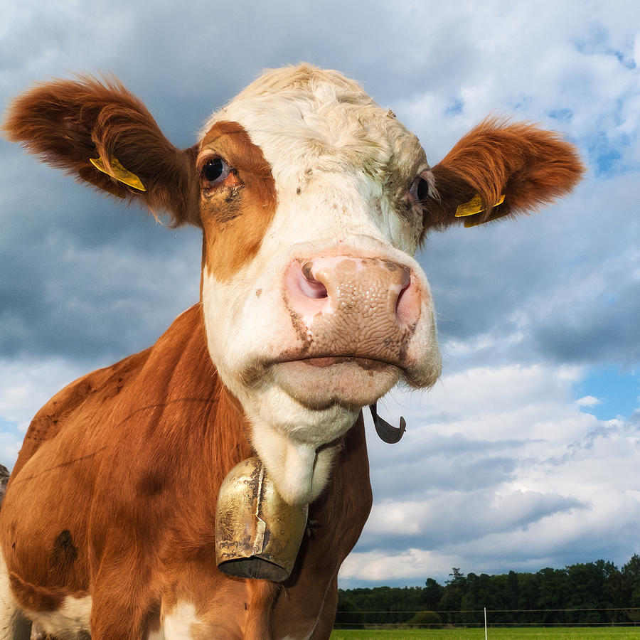 Cow portrait Photograph by Matthias Hauser