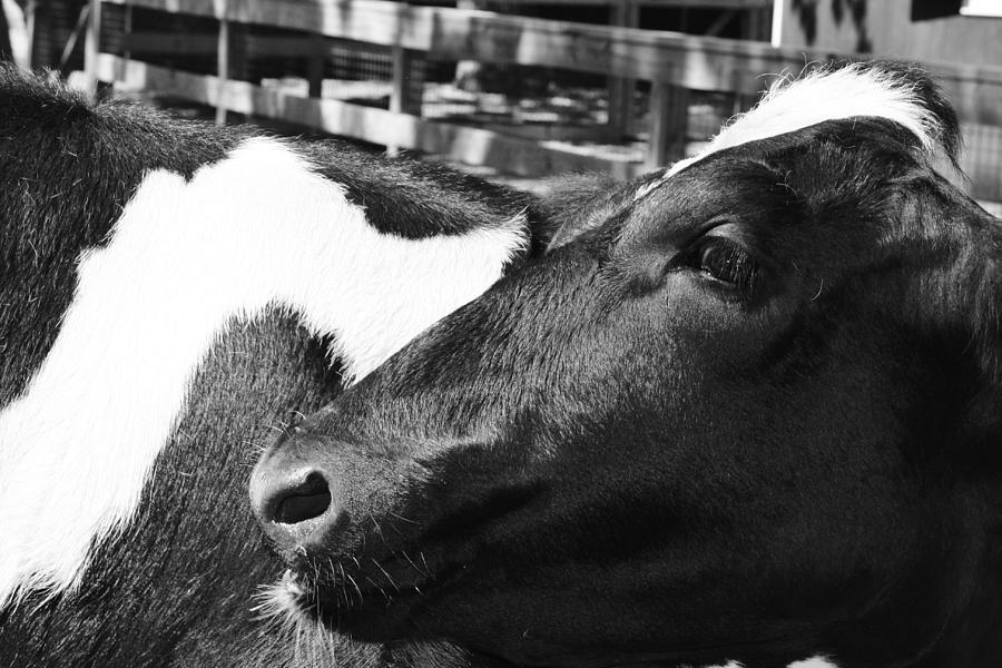 Cow Portrait Photograph by Vadim Levin
