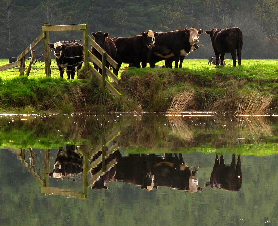 Cow Reflections Photograph by Suzy Piatt