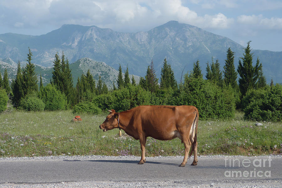Cow Road - Albania Photograph by Phil Banks