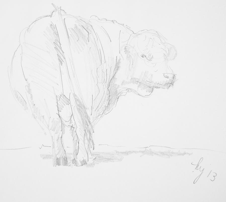 Cow Drawing - Cow Sketch by Mike Jory