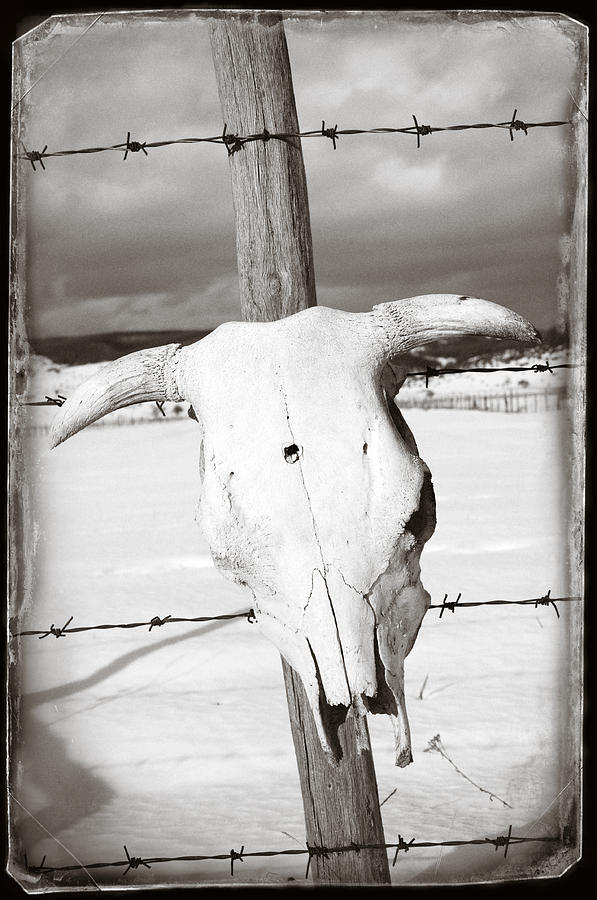 Black And White Photograph - Cow skull 3 by Samir Hanusa