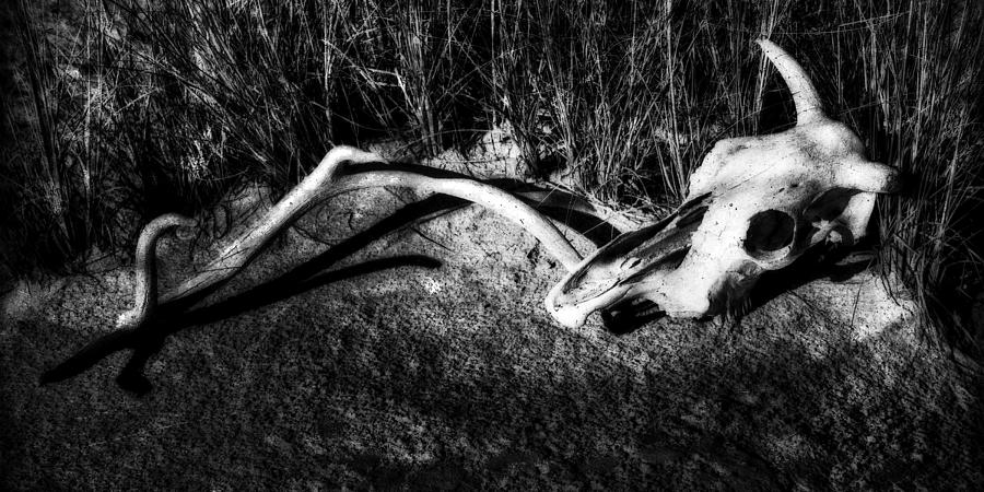 Cow Skull and Antler No. 2 Photograph by Sandra Selle Rodriguez