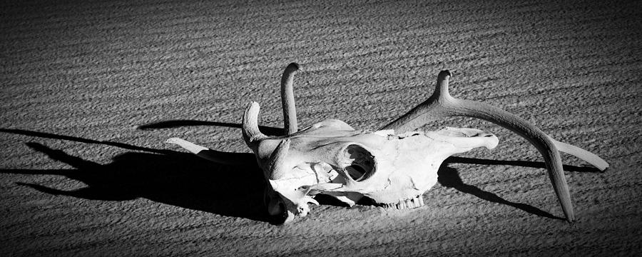 Cow Skull and Antler Still Liife Photograph by Sandra Selle Rodriguez