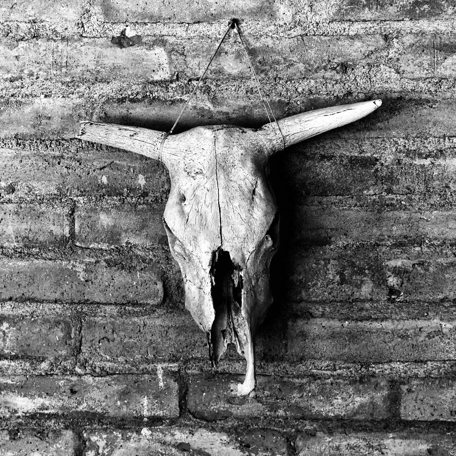 Cow Skull Arizona Black and White DSC08400 Photograph by Greg Kluempers