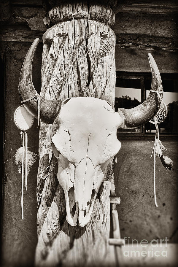 Cow skull Photograph by Bryan Mullennix