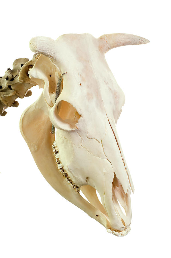 Cow Skull Photograph by Daniel Sambraus/science Photo Library