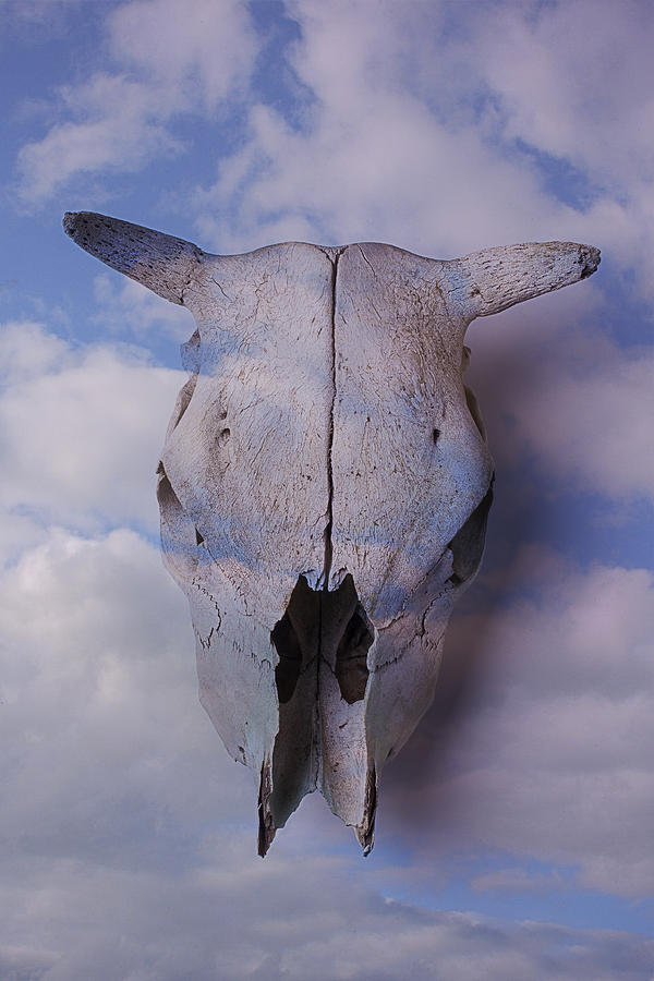 Cow Photograph - Cow Skull In Clouds by Garry Gay