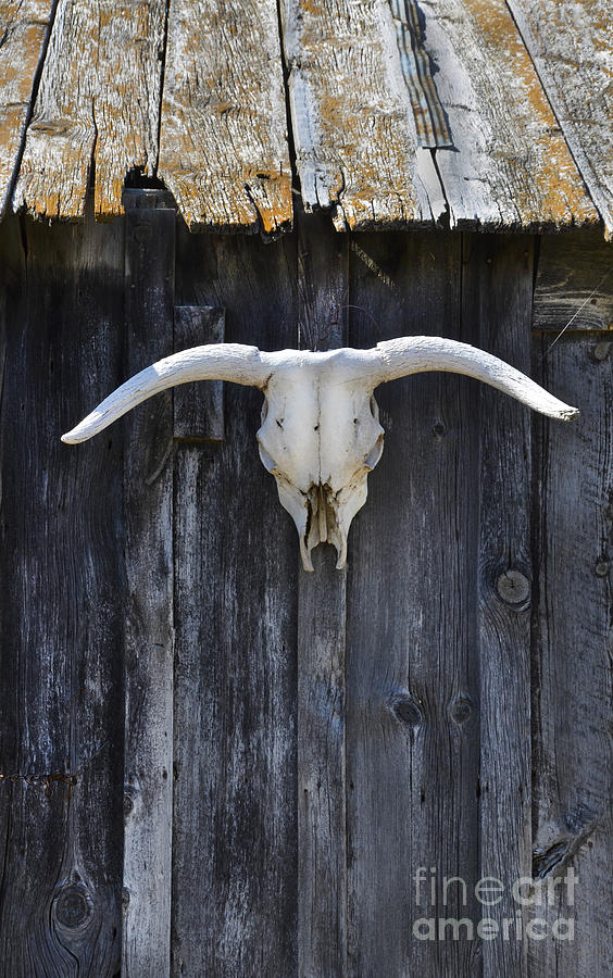 Cow Skull on a Barn Photograph by Jill Battaglia