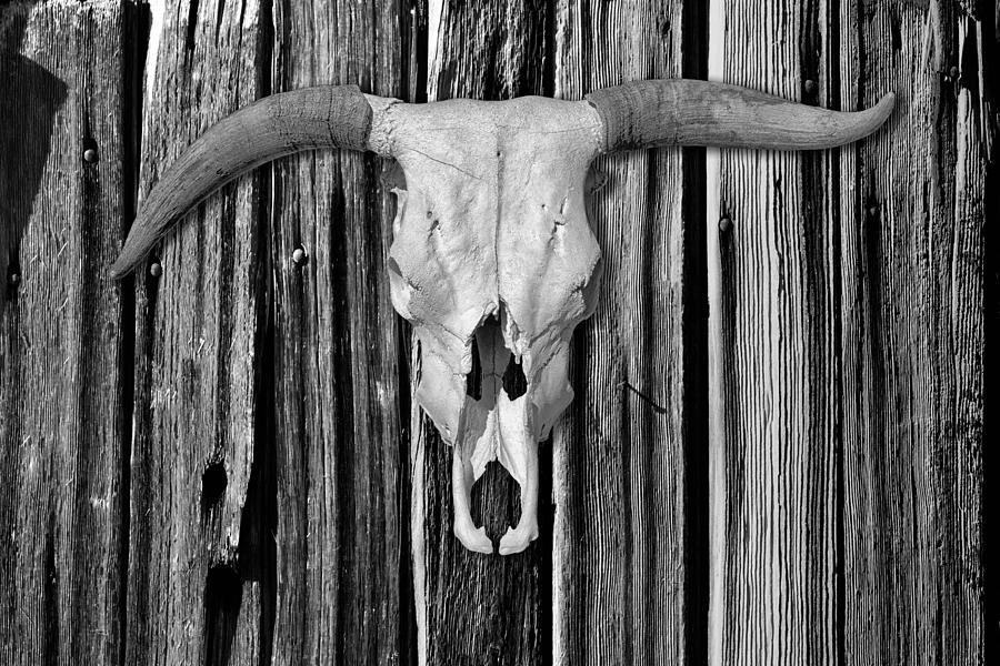 Cow Skull on Wood Wall from Ghost Ranch Black and White Photograph by Greg Kluempers