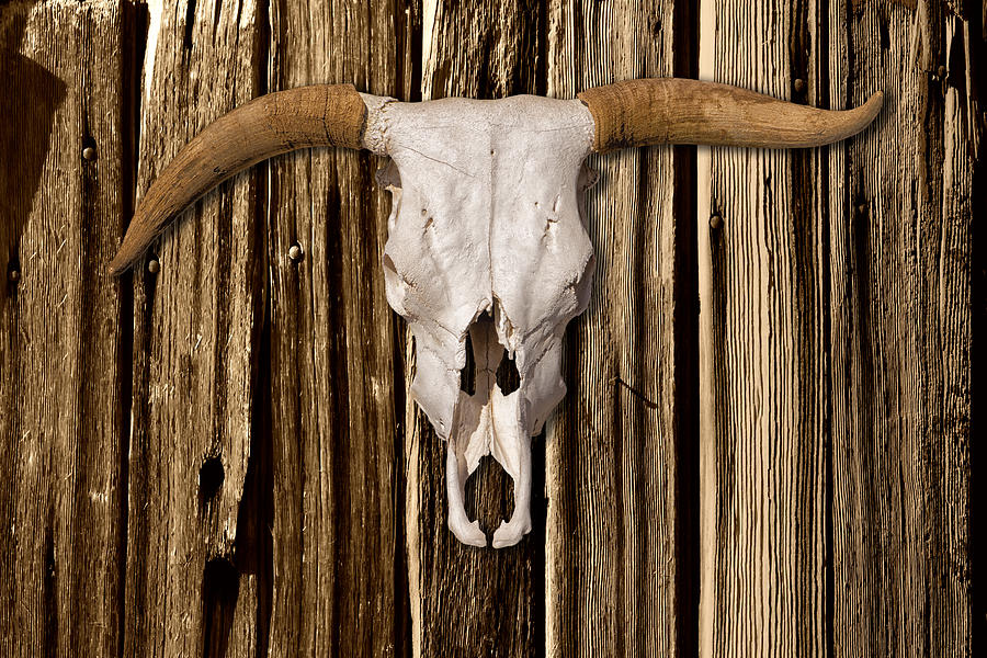 Cow Skull On Wood Wall From Ghost Ranch Photograph by Greg Kluempers