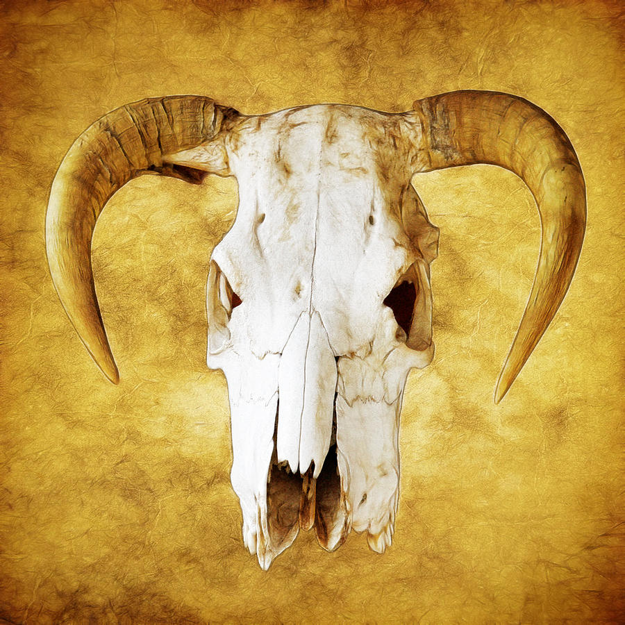 Cow Skull Photograph by Steve McKinzie