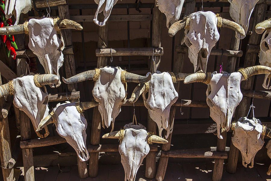 Cow Photograph - Cow Skulls by Garry Gay