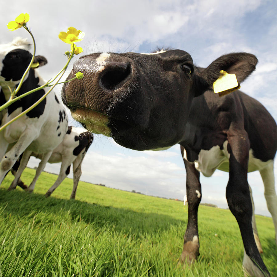 Cow Sniffing Buttercup Photograph by Marcel Ter Bekke