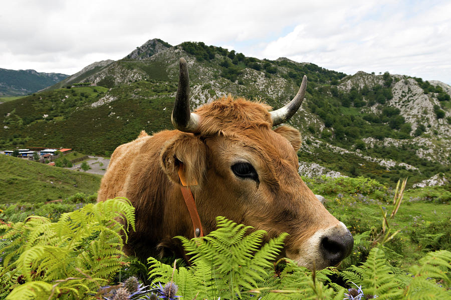 Cow Photograph by Syldavia
