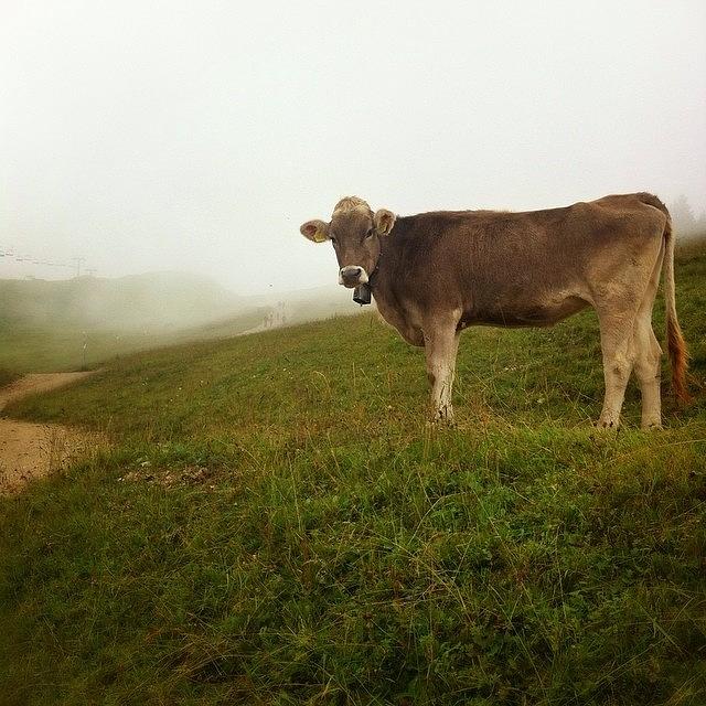Mountain Photograph - #cow #tannheimer #berge #ostallgäuhttp by Cornelia Vogt