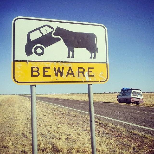 Cow Tipping Revenge In The Outback Photograph by Rodrigo Llauro