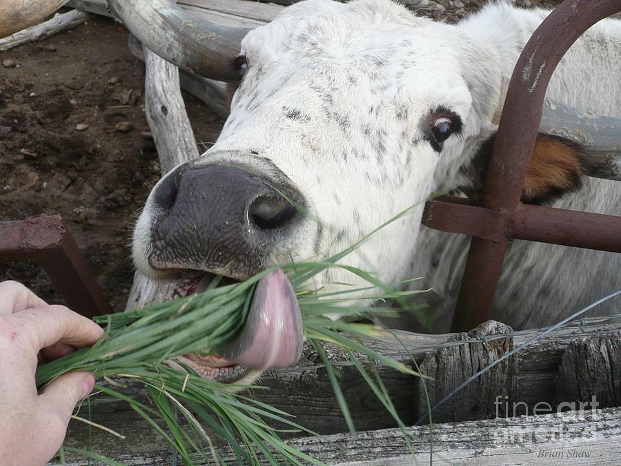 cow-tongue-2-photograph-by-brian-shaw-fine-art-america