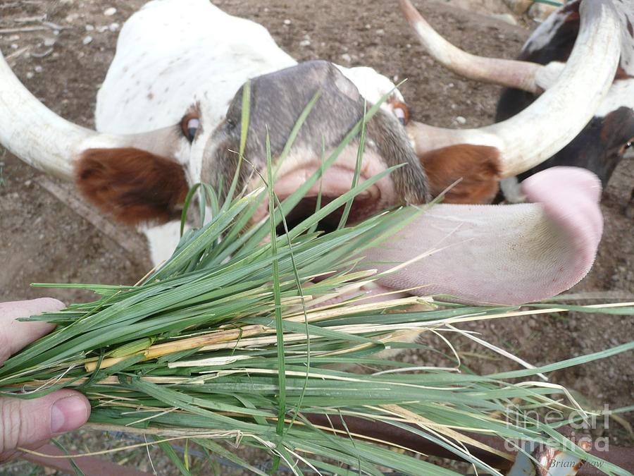 Cow Tongue Extreme Photograph by Brian Shaw - Pixels