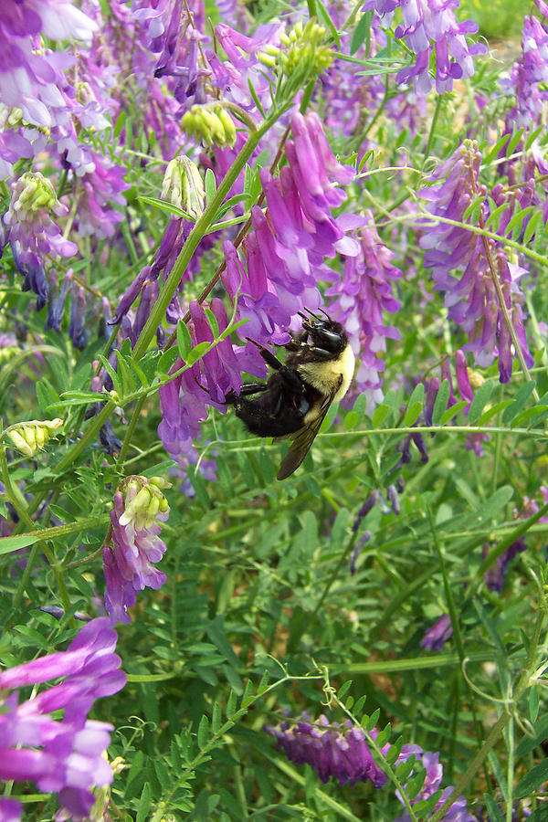 Cow Vetch Wildflowers and Bumble Bee Photograph by Kathy Clark