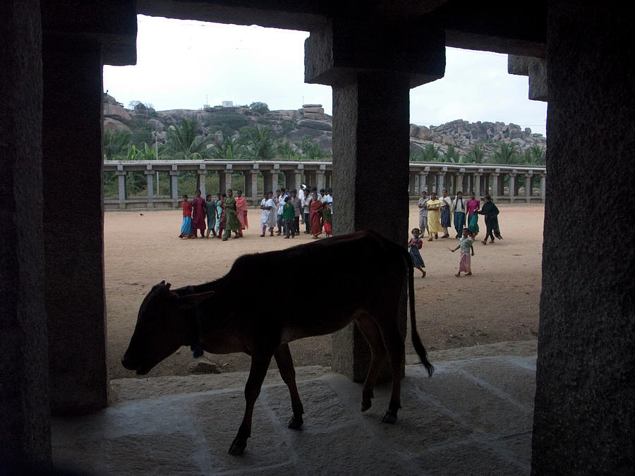 Animal Photograph - Cow Walks Near Entrance To Hindu Temple by David H. Wells