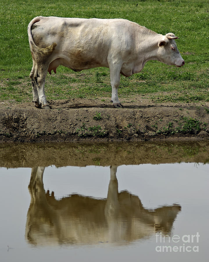 Nature Photograph - Cow by Zoran Berdjan