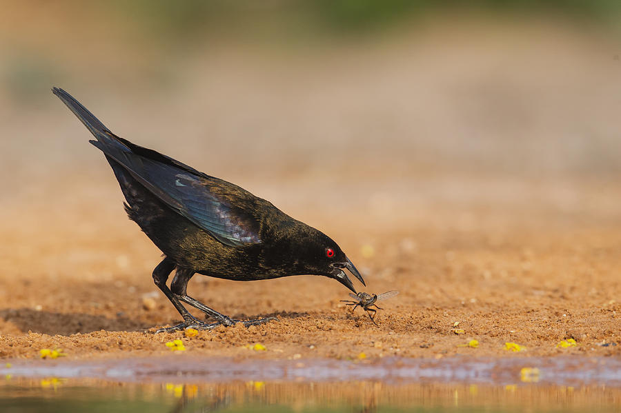 Cowbird Grabbing Bug Photograph by Kurt Bowman - Fine Art America