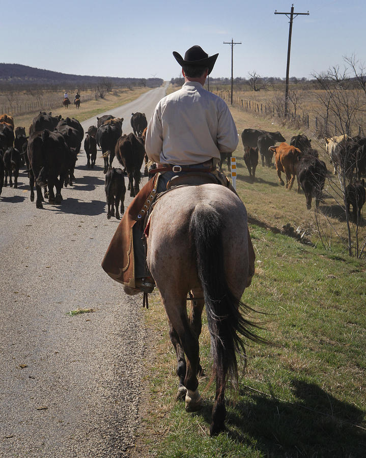 Cowboy Driving Photograph by Diane Bohna