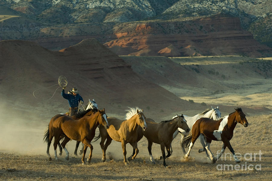 Horse Photograph - Cowboy Driving Horses by John Shaw