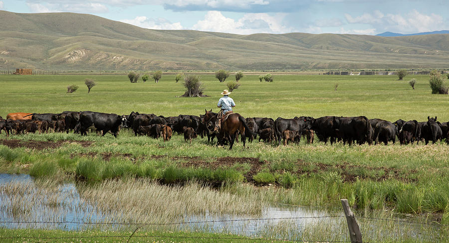 Cowboy Herding On A Cattle Ranch Photograph by Jim West