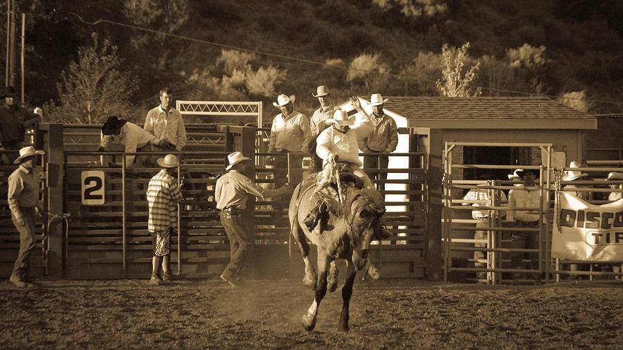Animal Photograph - Cowboy by Jordan Kaplan