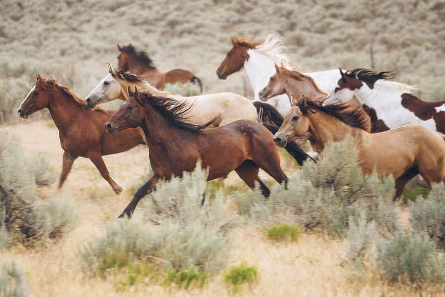Cowboy Lifestyle in Utah Photograph by RichLegg