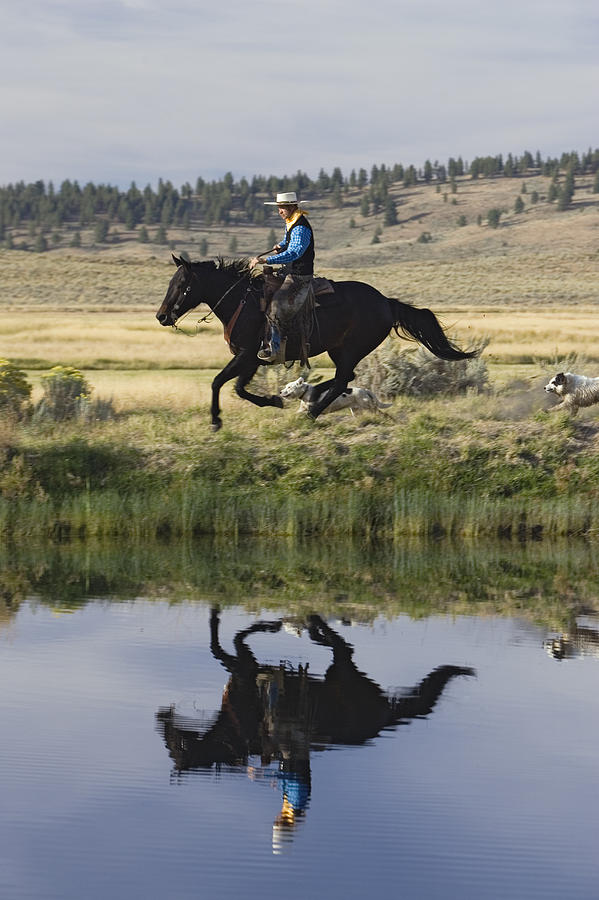 Cowboy Riding With Dogs Oregon Photograph by Konrad Wothe