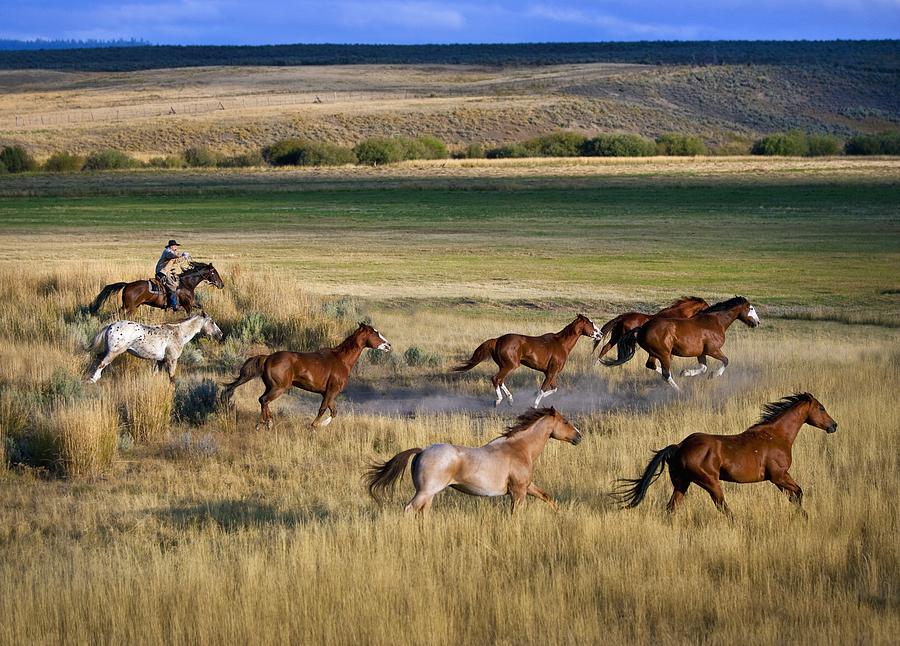 Cowboy Riding With Herd Of Horses Photograph by Richard Wear