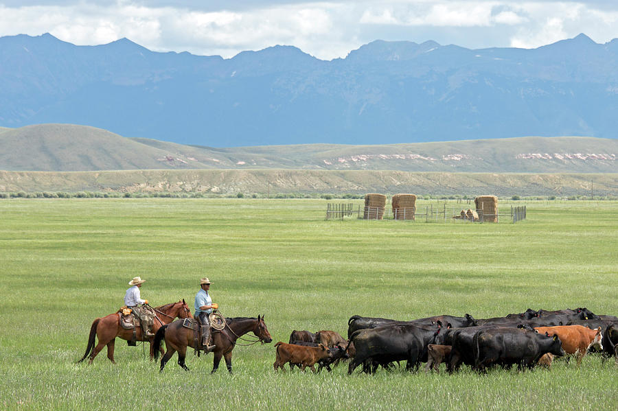 Cowboys Herding On A Cattle Ranch by Jim West