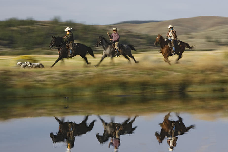 Cowboys Riding With Dogs Oregon Photograph by Konrad Wothe