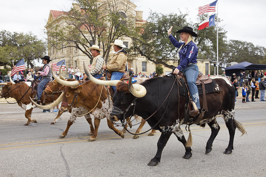 Cowgirl, Cowboys Riding Longhorn Bulls, Bandera Texas Veterans Day Parade Photograph by Dhughes9