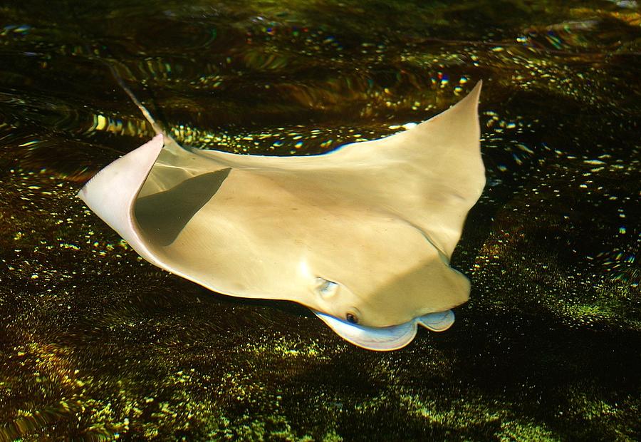 Wildlife Painting - Cownose Stingray by Manale Images