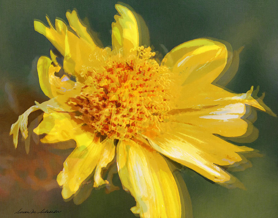 Cowpen Daisy No. 4 by Susan Schroeder Cowpen Daisy No. 4 by Susan Schroeder