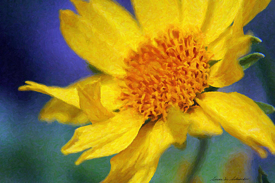 Cowpen Daisy No. 5 by Susan Schroeder Cowpen Daisy No. 5 by Susan Schroeder