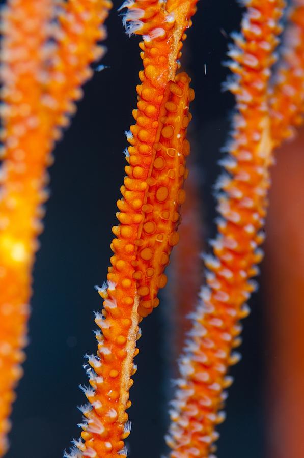 Camouflaged Photograph - Cowrie shell hidden on whip coral by Science Photo Library