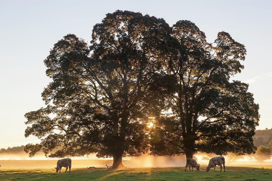 Cows & Field, Sunrise, Usk Valley Photograph by Peter Adams
