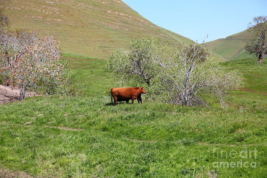 Cows Along The Rolling Hills Landscape of The Black Diamond Mines in Antioch California 5D22303 Photograph by Wingsdomain Art and Photography