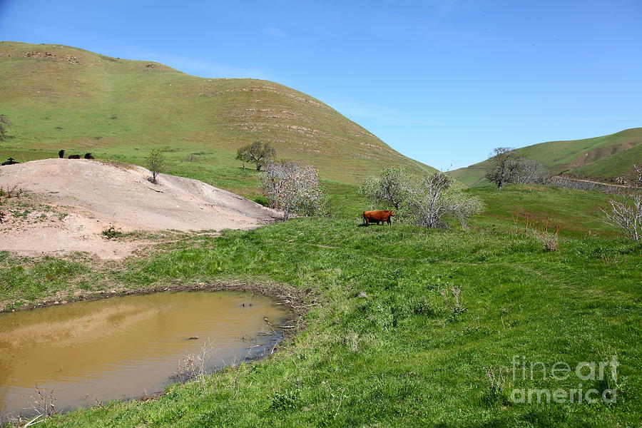 Cows Along The Rolling Hills Landscape of The Black Diamond Mines in Antioch California 5D22304 Photograph by Wingsdomain Art and Photography