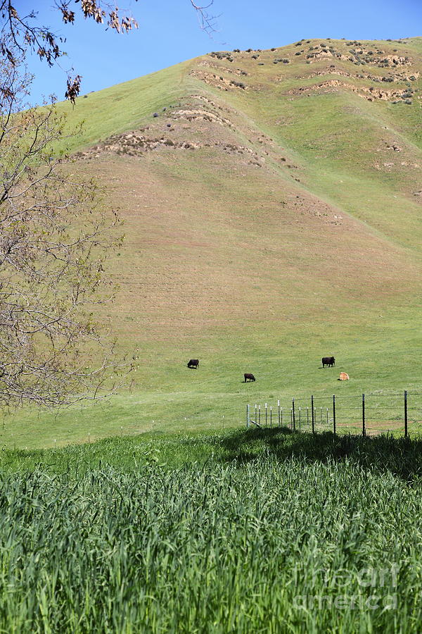 Cows Along The Rolling Hills Landscape of The Black Diamond Mines in Antioch California 5D22319 Photograph by Wingsdomain Art and Photography